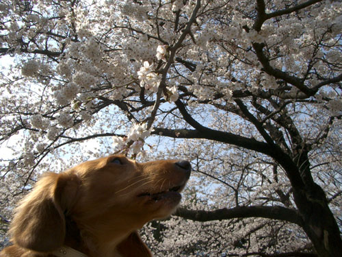 2007代々木公園の桜6