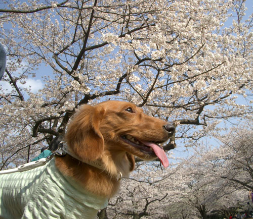 2007代々木公園の桜7