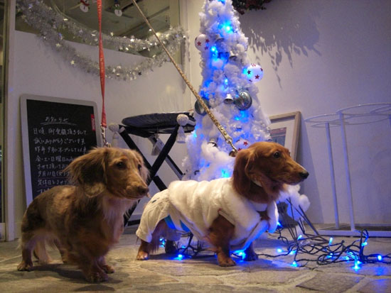 エマちゃんとクリスマスデート