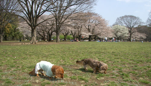 2007代々木公園の桜8