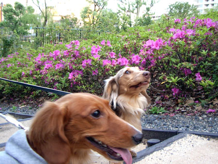 ミッドタウンのつつじ