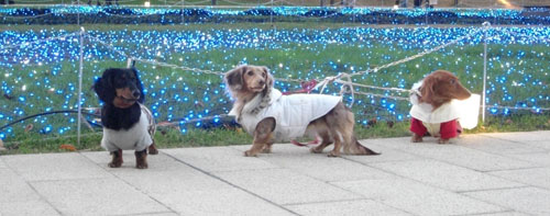 ブルーカーペット