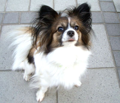 ジャスミンちゃん