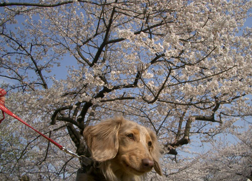 2007代々木公園の桜9