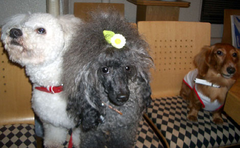 すしパーティー