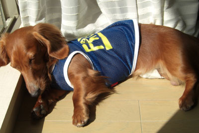 暑い日向ぼっこ