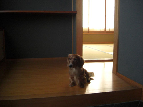 いらっしゃいまちぇ～