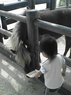 馬に餌やり