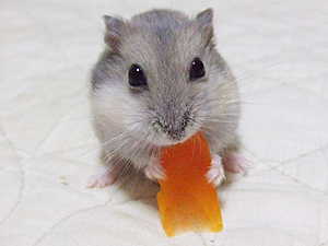 レオンももらったでしゅよ