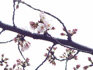 月曜日の桜
