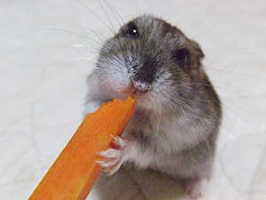 にんじんさんでチュ