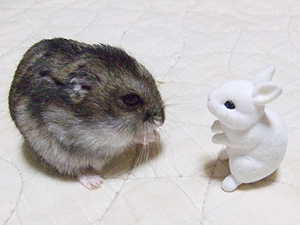 こんにちは。うさぎさん