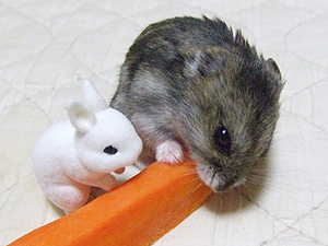 近くで食べたいなぁ