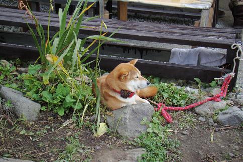 大内宿にて・犬.JPG