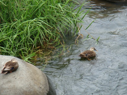 狩野川？のカモ.jpg