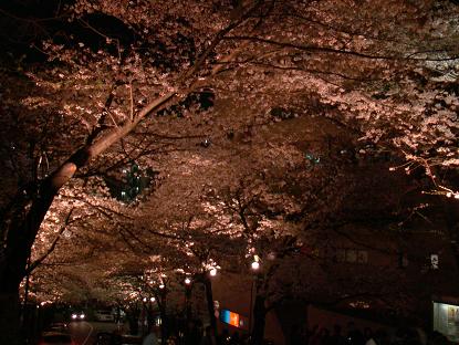 夜桜2.JPG