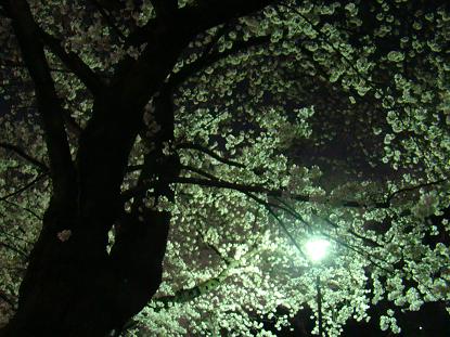 夜桜2.JPG