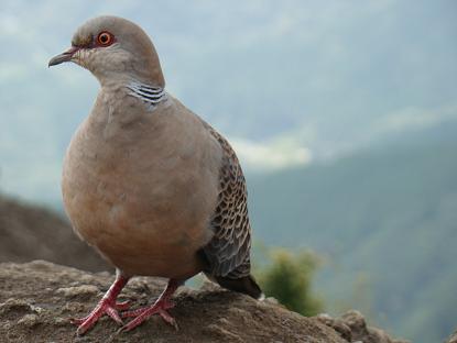 鳩もいました。.JPG