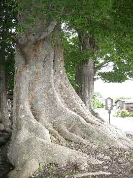 けやき樹齢700年？.jpg