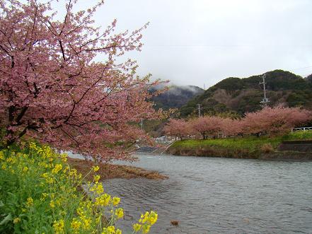 河津桜.JPG