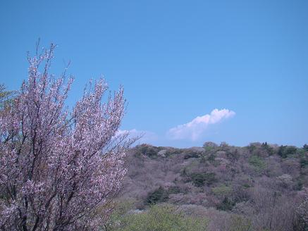 伊豆の山