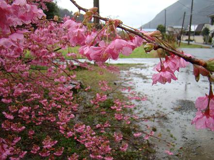 来宮神社の河津桜.JPG