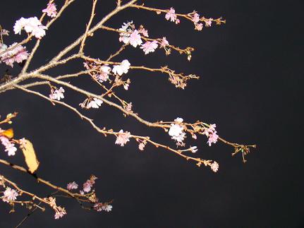 五色桜2.JPG