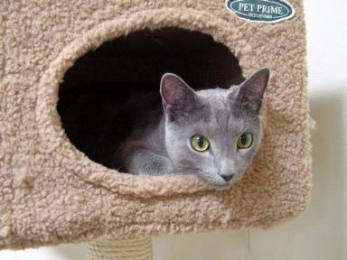 キャットタワーBOXでくつろぐマロ