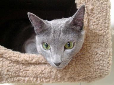 キャットタワーBOXでくつろぐマロ