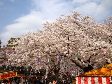 桜満開