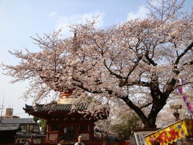 桜満開