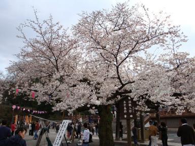 桜満開