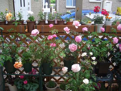 バラの置き場所 その２ 庭がないのに薔薇育て 楽天ブログ