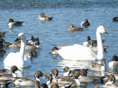 07.11.7白鳥飛来地へ2.JPG