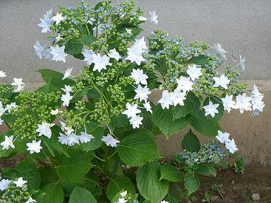 墨田の花火　ブルー.JPG