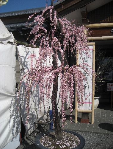 IMG_1690.JPG
