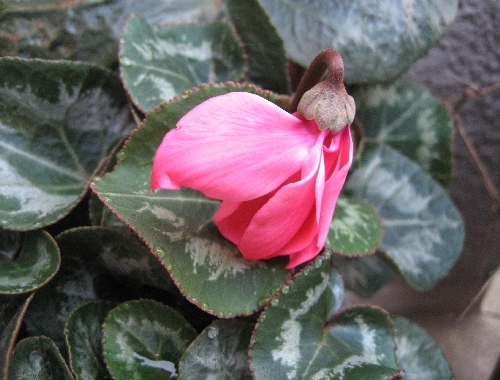 IMG_1581.JPG