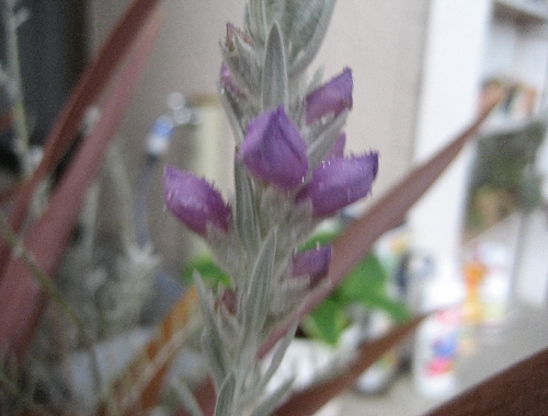 IMG_1973.JPG