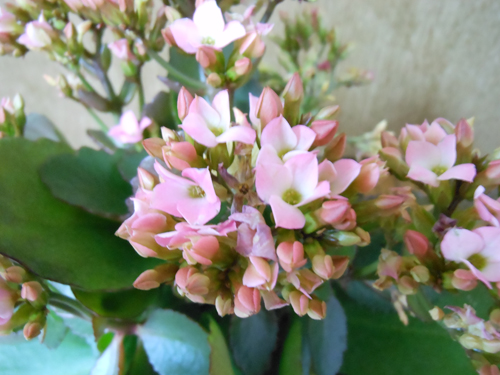 DSCN0134.JPG