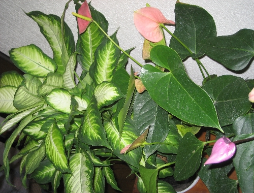 IMG_0956.JPG