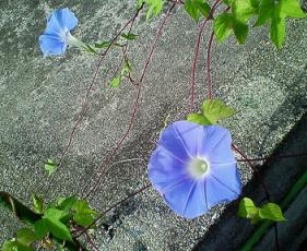 0908朝顔2.jpg