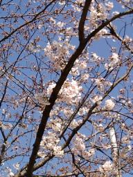20090326さくら2.jpg