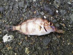 090711_魚.jpg