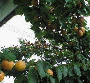 0609梅2.jpg