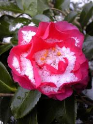 091231_雪3.jpg