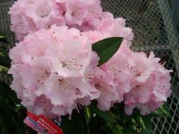 20090403m.jpg