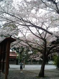 20090401さくら3.jpg