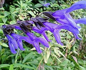 0908花2.jpg