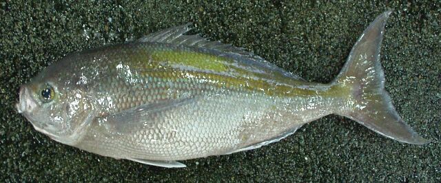 アオダイ属の1種未同定