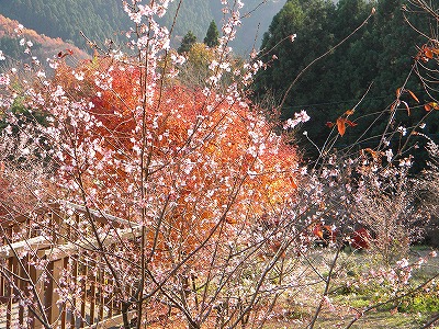 冬桜 061.jpg